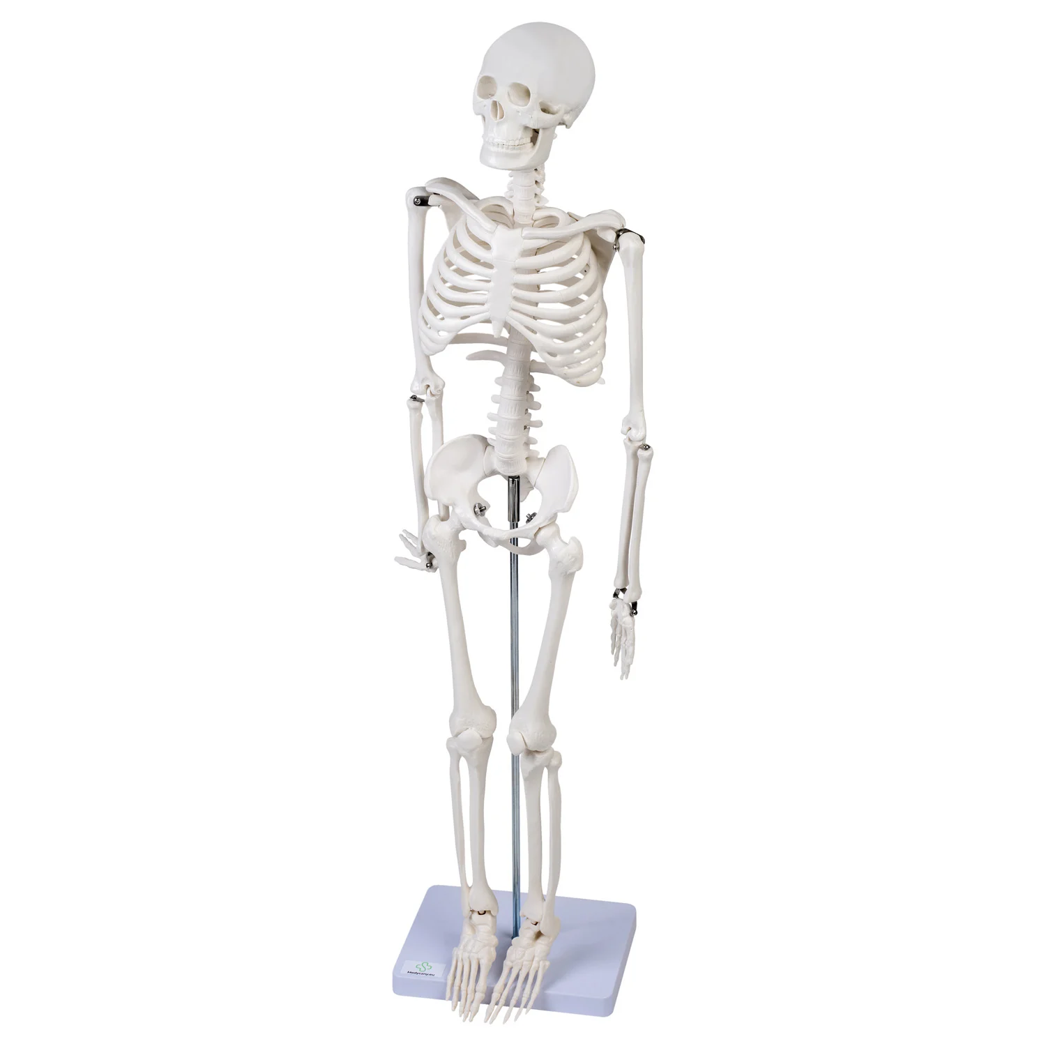 Model szkieletu 85 cm- 3D