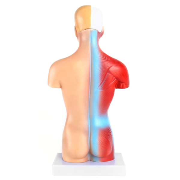 Back view of an anatomical training mannequin: left side skin-toned, right side exposed red muscles, with a blue spine line running down the center on a white base.