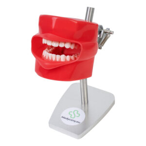 Model pielęgnacji zębów z policzkiem na stojaku #1865
