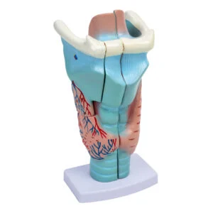 Model krtani- 3D