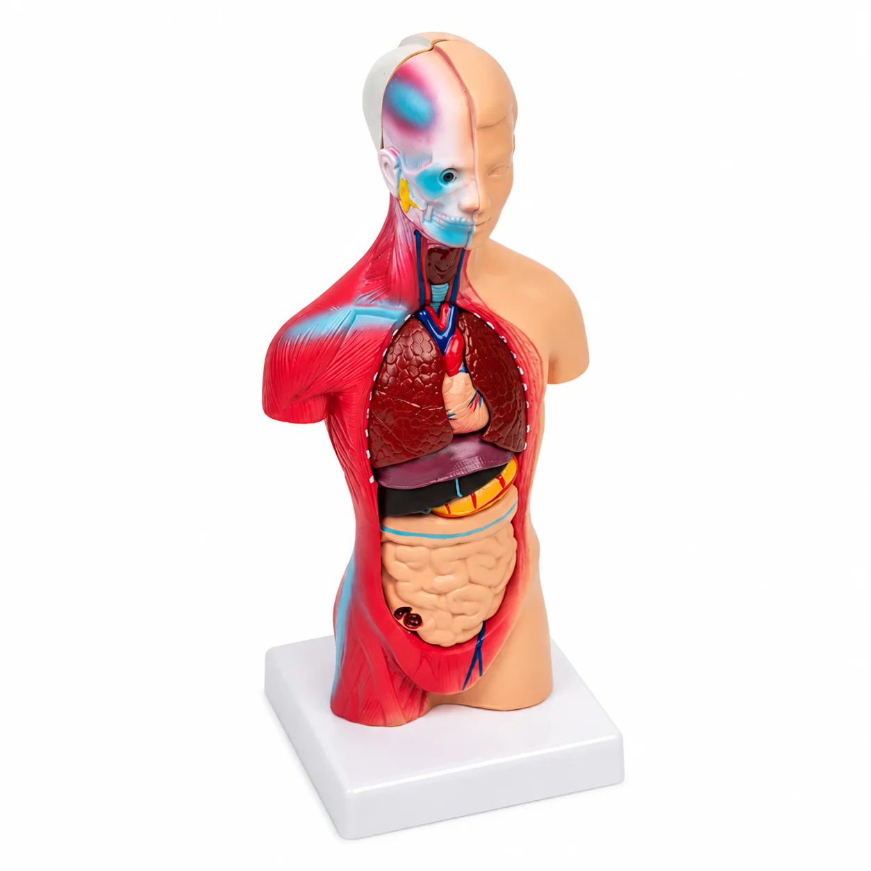 Anatomical torso model with exposed muscles and internal organs (lungs, heart, liver, intestines) on a white stand.