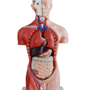 Anatomical torso model with exposed internal organs (heart, lungs, liver, stomach, intestines) for teaching medical anatomy.