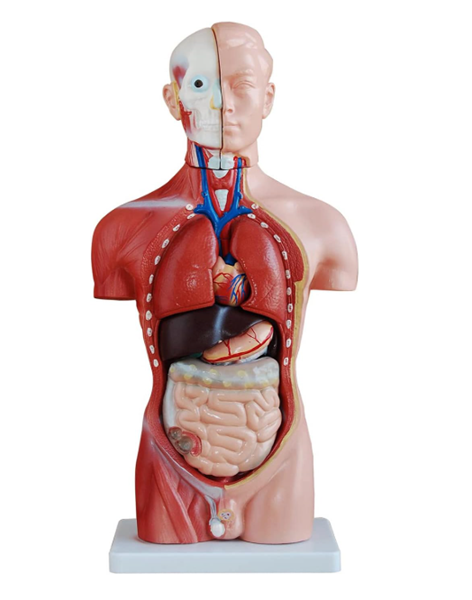 Anatomical torso model with exposed internal organs (heart, lungs, liver, stomach, intestines) for teaching medical anatomy.