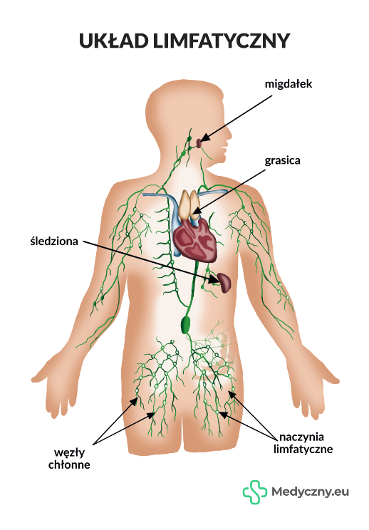 Plansza Anatomiczna – Układ Limfatyczny 2062 Medyczny Eu