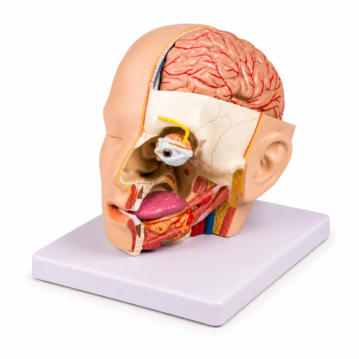 Cutaway head model showing brain and internal facial anatomy for medical education on a pale base.
