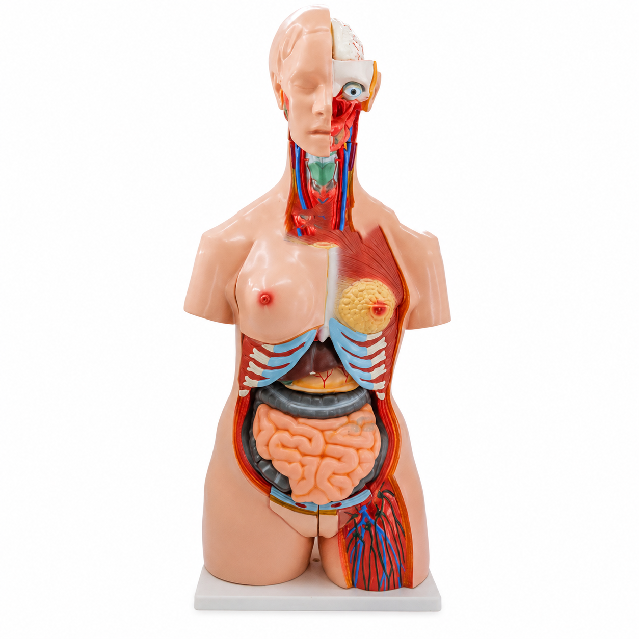 Life-size anatomical mannequin showing exposed internal organs (lungs, heart, intestines) for education.