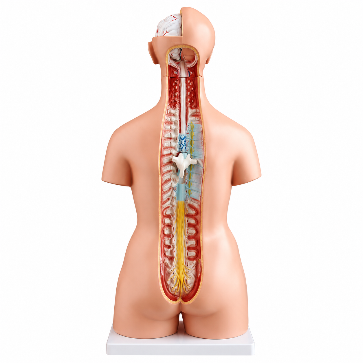 Posterior view of a medical teaching model showing the spine, vertebrae, and surrounding tissues along the back