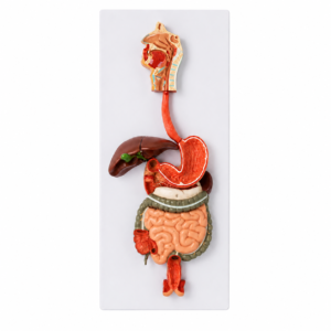 An anatomical model of the human digestive system mounted on a white board, showing esophagus, stomach, intestines and liver.