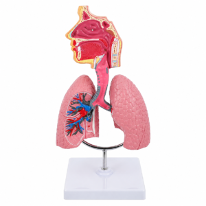 Plastic anatomical model of the human respiratory system with pink lungs, trachea, and nasal/oral passages on a stand