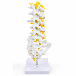 Anatomical model of the human spine with yellow nerves on a white stand.