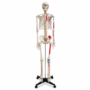 Full-body human skeleton anatomy model on a stand, with red and blue muscle markings showing underlying musculature