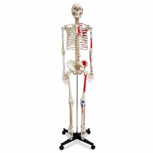 Full-body human skeleton anatomy model on a stand, with red and blue muscle markings showing underlying musculature