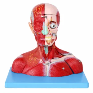Anatomy model of the upper body with exposed facial muscles on a blue stand, showing nerves and bones for education.