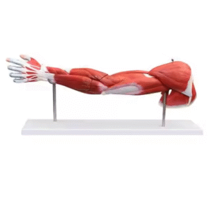Model mięśni kończyny górnej #4038