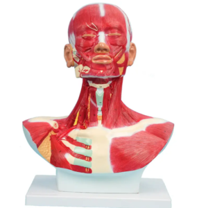 model anatomiczny głowy szyi i barku mięśnie nerwy naczynia