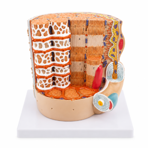 Cross-section model of human skin showing epidermis, dermis with hair follicles and glands, and subcutaneous tissue on a white background.