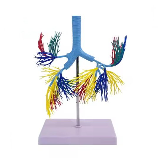Model drzewa oskrzelowego #4048