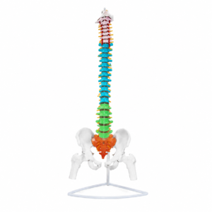 Colorful anatomical model of the human spine with pelvis on a stand, showing cervical to lumbar vertebrae.