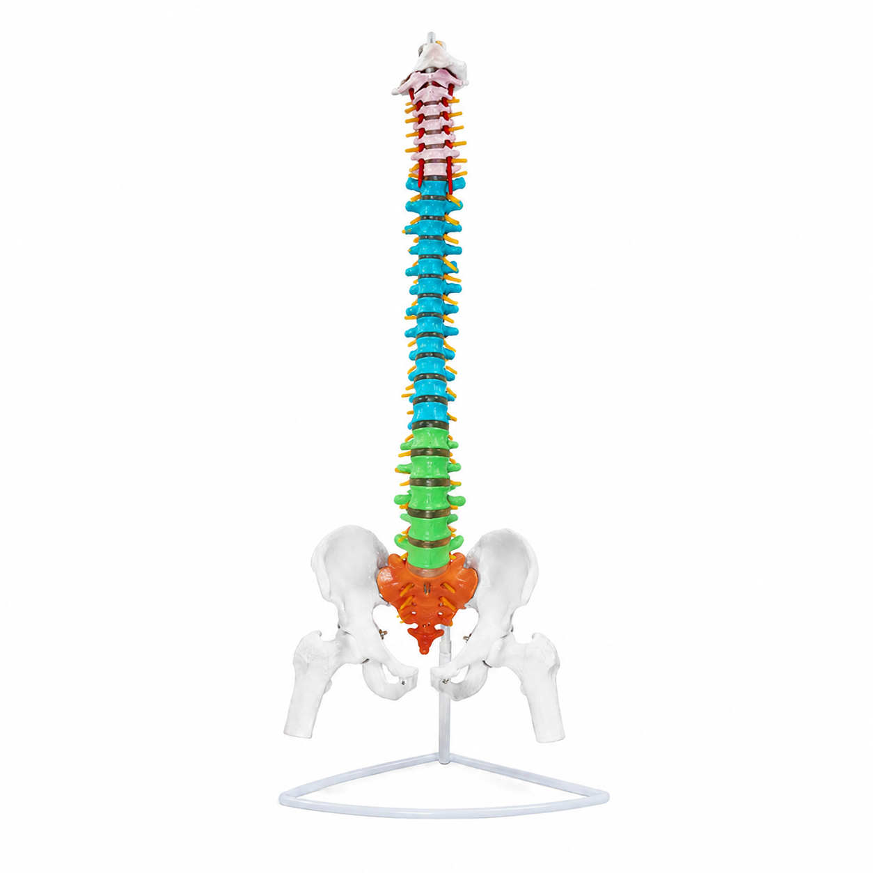 Colorful anatomical model of the human spine with pelvis on a stand, showing cervical to lumbar vertebrae.