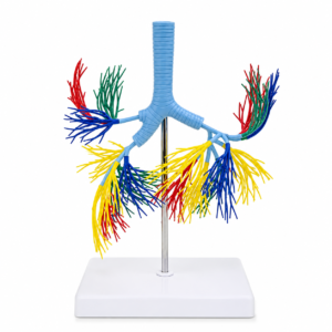 Colorful anatomical model of the trachea and branching bronchi mounted on a stand, color-coded airways for teaching anatomy.