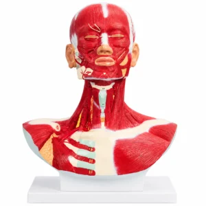 Anatomical model of the head and neck with exposed facial and neck muscles on a white stand for teaching anatomy.