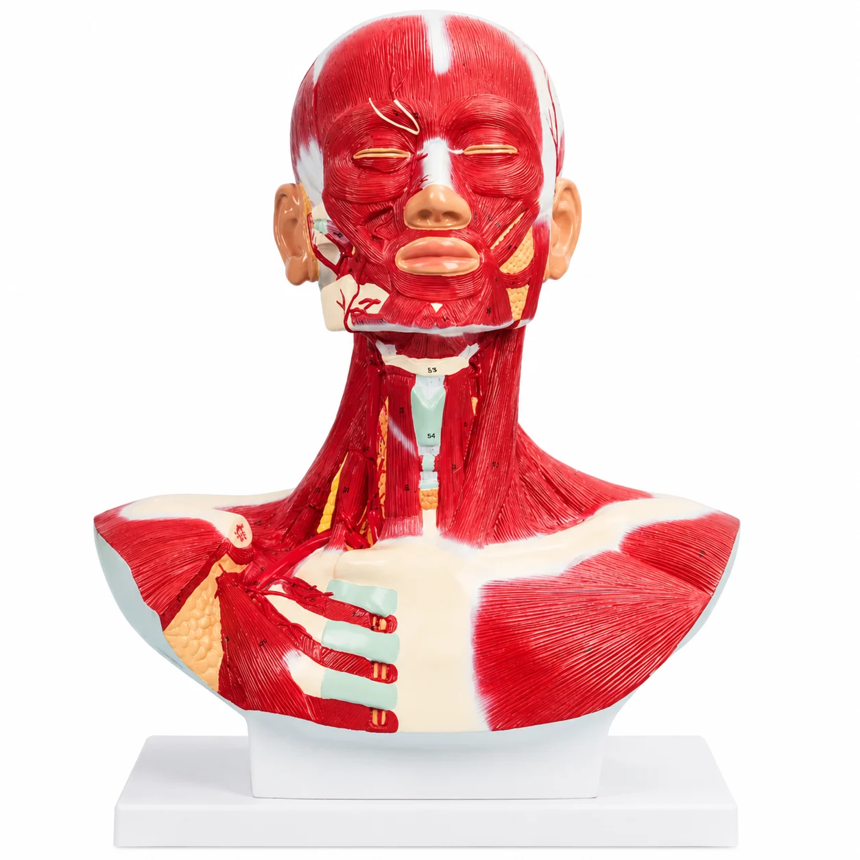 Anatomical model of the head and neck with exposed facial and neck muscles on a white stand for teaching anatomy.