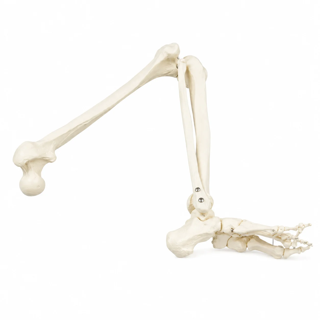 An anatomical model of a raised thigh bone with the knee bent, showing the femur, lower leg bones, ankle and foot bones on a white background.