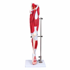 Anatomical human leg model showing muscles mounted on a metal stand for teaching anatomy