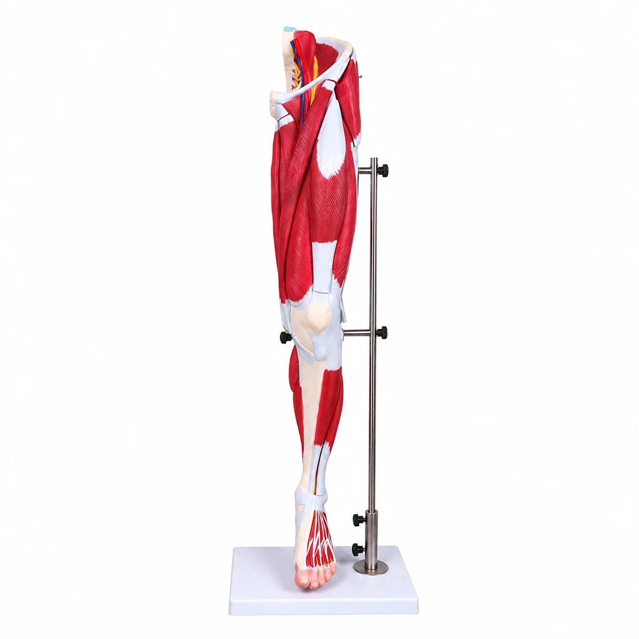 Anatomical human leg model showing muscles mounted on a metal stand for teaching anatomy
