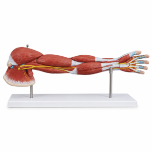 Anatomical model of a human arm showing muscles, tendons, and nerves on a stand.