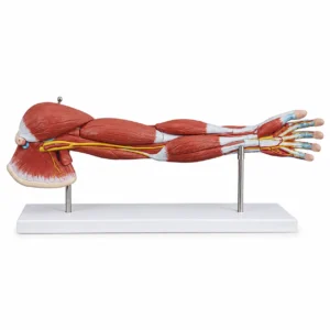 Anatomical model of a human arm showing muscles, tendons, and nerves on a stand.