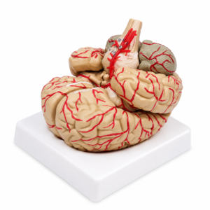 Anatomical model of a human brain showing red arterial vessels on a white display base