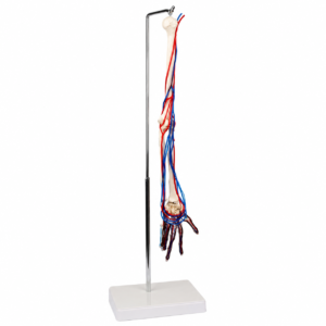 An anatomical arm model showing bones, red arteries and blue nerves on a metal stand with a white base, highlighting the vascular and nervous systems in the forearm and hand.