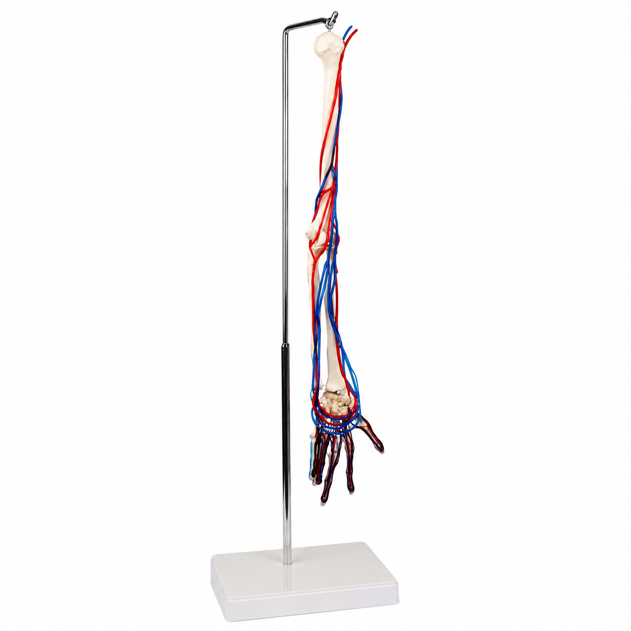 An anatomical arm model showing bones, red arteries and blue nerves on a metal stand with a white base, highlighting the vascular and nervous systems in the forearm and hand.