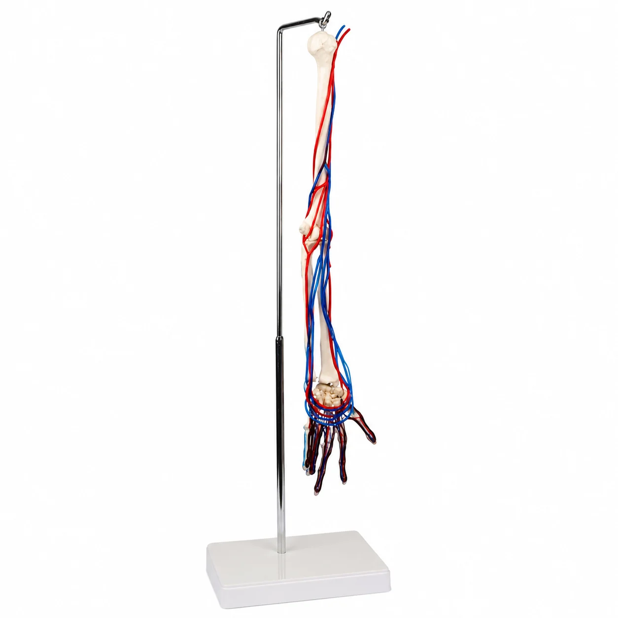 An anatomical arm model showing bones, red arteries and blue nerves on a metal stand with a white base, highlighting the vascular and nervous systems in the forearm and hand.