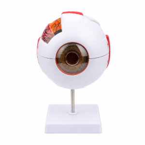An anatomical model of a human eyeball mounted on a stand.