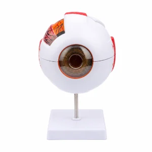 An anatomical model of a human eyeball mounted on a stand.
