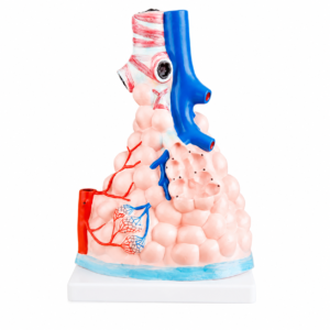 3D anatomical model of lung tissue showing airways, blood vessels, and alveolar sacs on a white base.