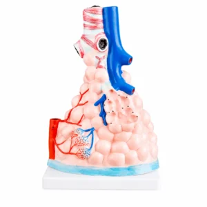 3D anatomical model of lung tissue showing airways, blood vessels, and alveolar sacs on a white base.