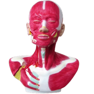 Anatomiczny model głowy, szyi i barku #4045