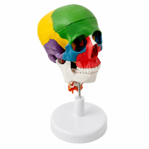 Color-coded anatomical skull model on a stand, showing bone regions in green, yellow, purple, red, and blue.