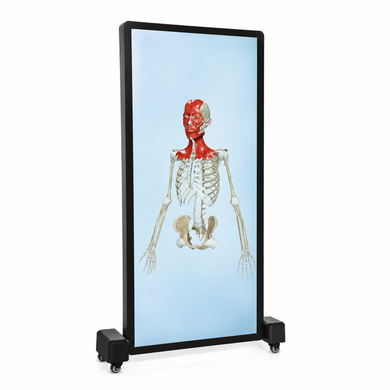 Tall medical display on a wheeled stand showing a human skeleton with red neck and facial muscles on a blue background
