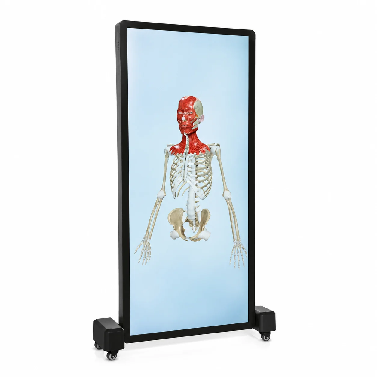 Tall medical display on a wheeled stand showing a human skeleton with red neck and facial muscles on a blue background