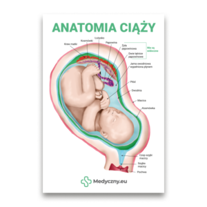 Ilustracja przekrojowa przedstawiająca płód w macicy z oznaczeniami anatomicznymi i zielonym napisem „ANATOMIA CIĄŻY”; edukacyjna plakatowa grafika od Medyczny.eu.