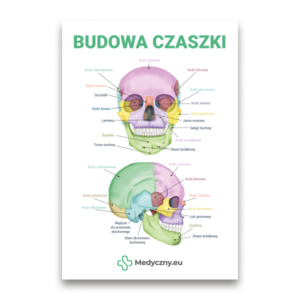 Educational poster showing two views of a colorful, labeled human skull diagram with Polish bone names and a Medyczny.eu logo.