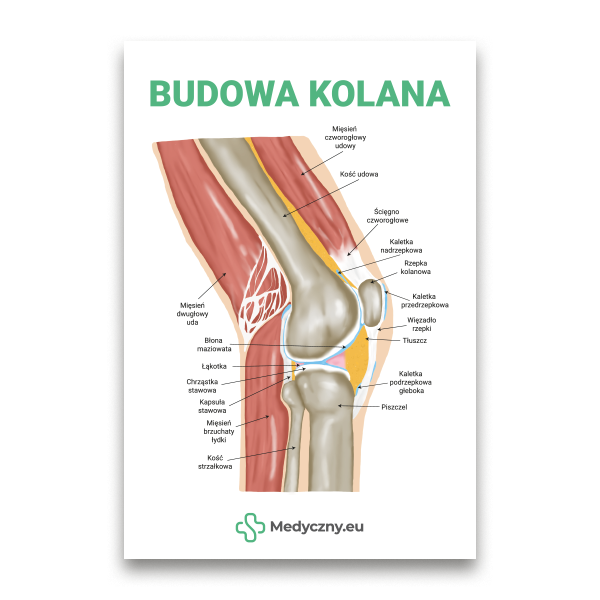 Educational cross-section diagram of the knee joint with labeled bones and soft tissues (femur, tibia, patella) and ligaments, tendons, and bursae, in Polish.