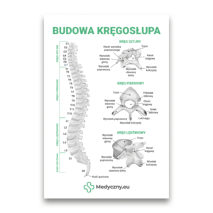 Poster titled 'Budowa kręgosłupa' featuring a labeled spine diagram (cervical, thoracic, lumbar) with zoomed cross-section views and the Medyczny.eu logo.
