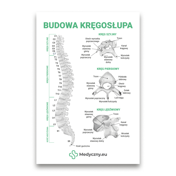 Poster titled 'Budowa kręgosłupa' featuring a labeled spine diagram (cervical, thoracic, lumbar) with zoomed cross-section views and the Medyczny.eu logo.