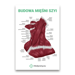 Poster illustrating the anatomy of neck muscles with labeled muscles and the title 'Budowa mięśni szyi' at the top, plus a Medyczny.eu logo at the bottom.