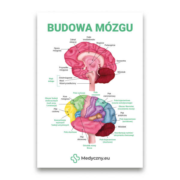 Educational poster showing a colorful labeled diagram of the brain with Polish labels and the title 'Budowa mózgu'.